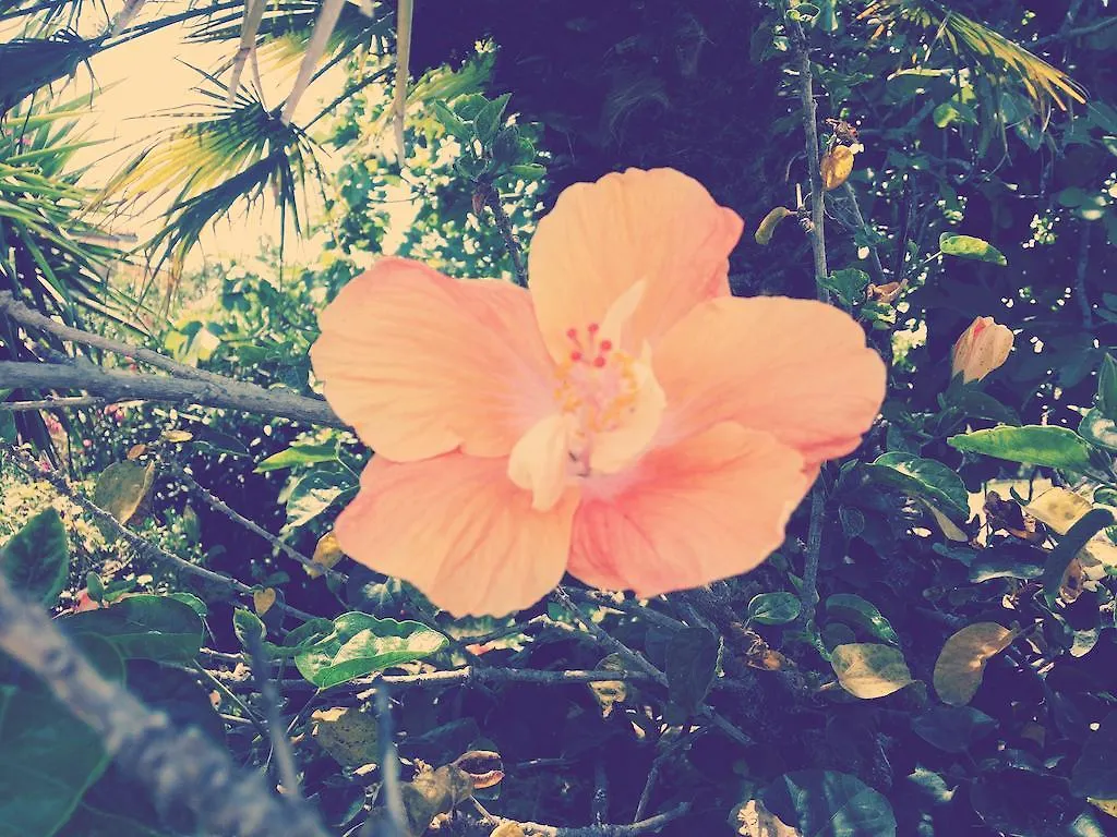 Villa Hibiscus location